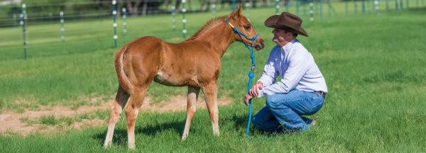 Young-Horse-Development