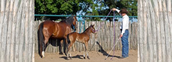 Clinton-Anderson-Presents_Foal-Training