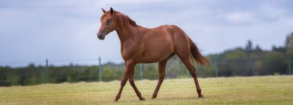 Clinton-Anderson-Presents_Hot-Blooded-Havi