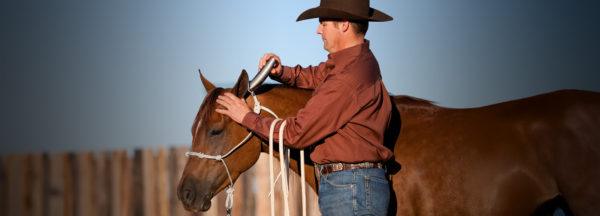 Train-Your-Horse-to-Stand-Still-for-Clipping