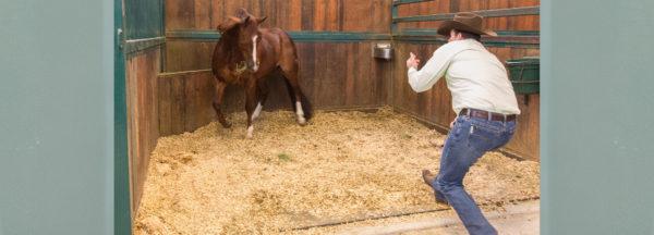 training-tip_stall-cleaning